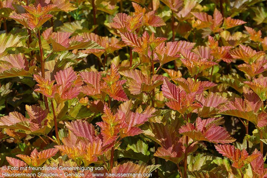 Blasenspiere 'Amber Jubilee' (Physocarpus opulifolius)