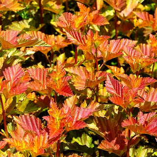 Blasenspiere 'Amber Jubilee' (Physocarpus opulifolius)