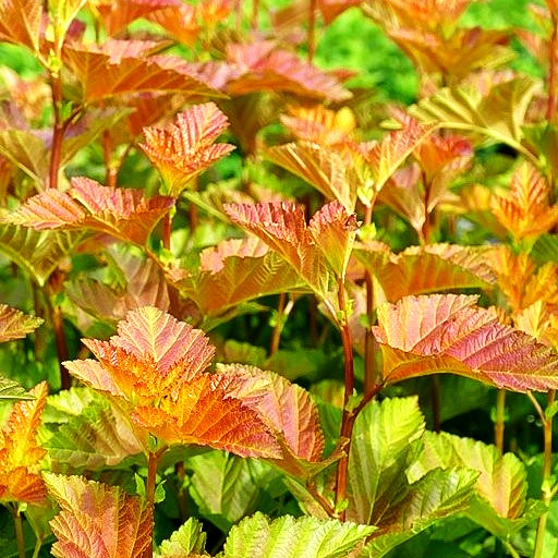 Blasenspiere 'Amber Jubilee' (Physocarpus opulifolius)