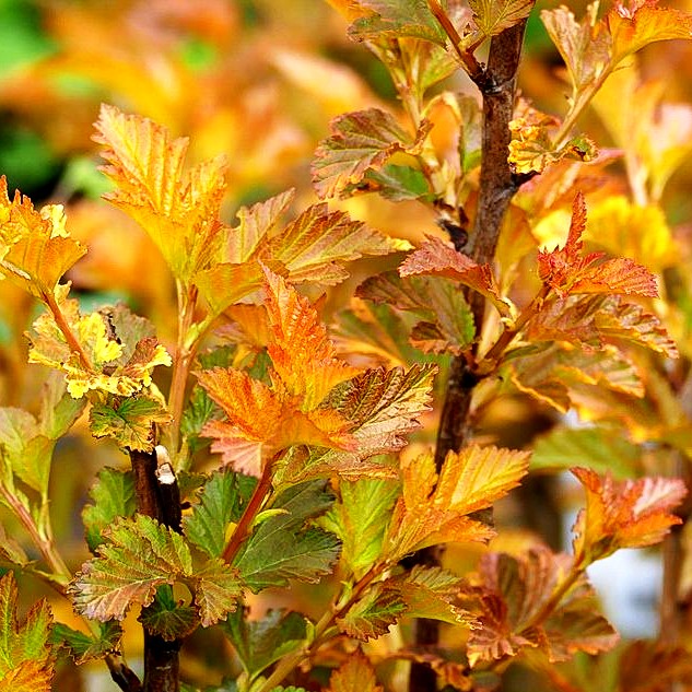 Blasenspiere 'Amber Jubilee' (Physocarpus opulifolius)