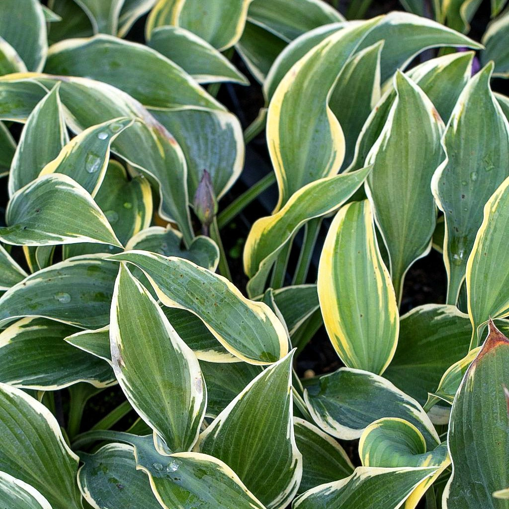 Blau-gelbe Funkie 'First Frost' (Hosta x tardiana)