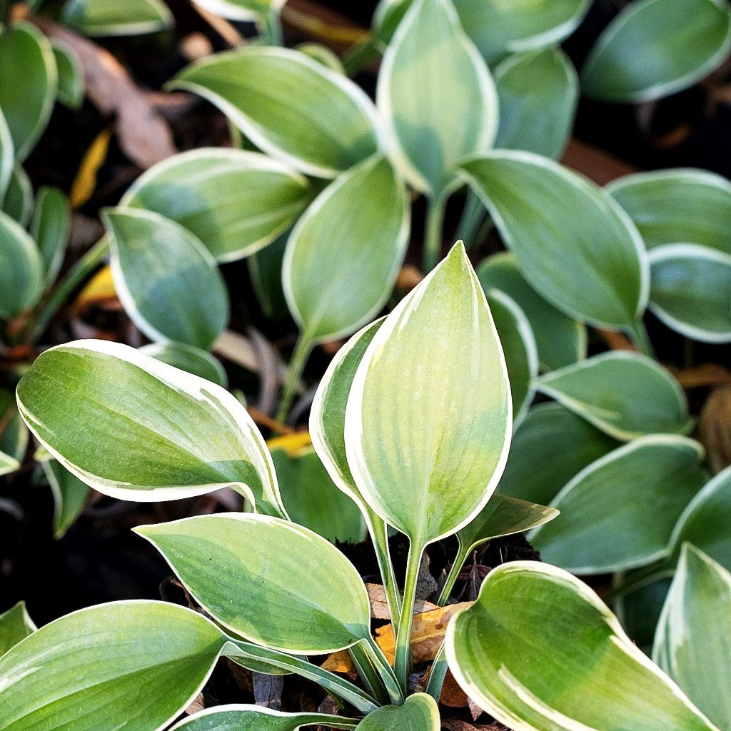 Blau-gelbe Funkie 'First Frost' (Hosta x tardiana)