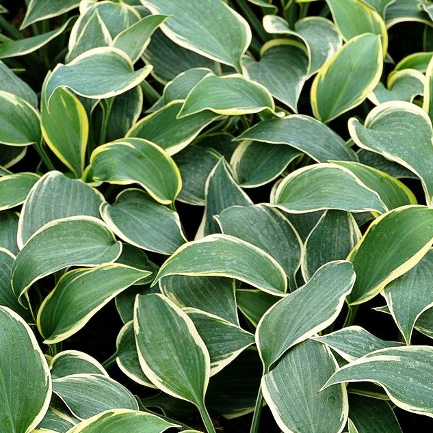 Blau-gelbe Funkie 'First Frost' (Hosta x tardiana)