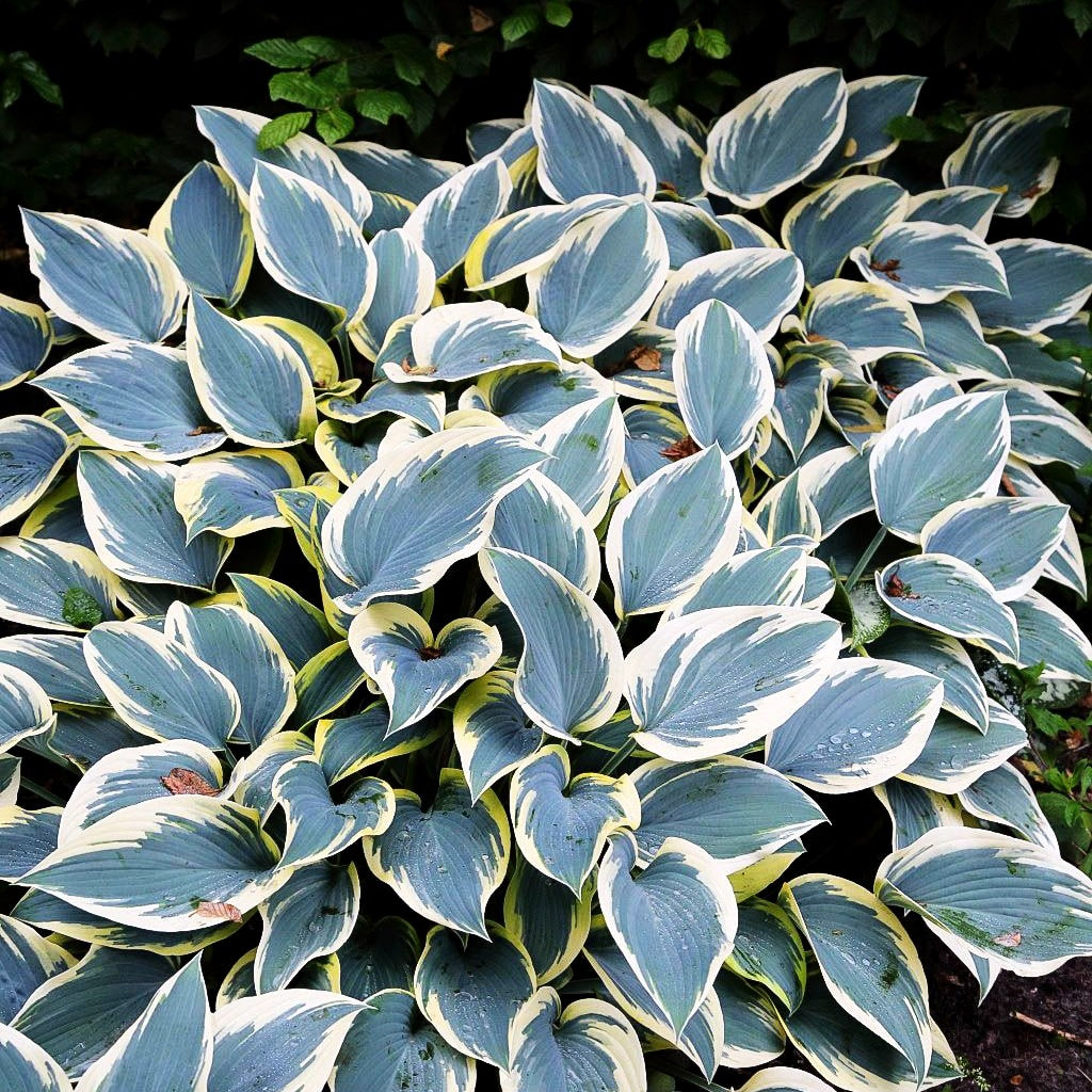 Blau-gelbe Funkie 'First Frost' (Hosta x tardiana)