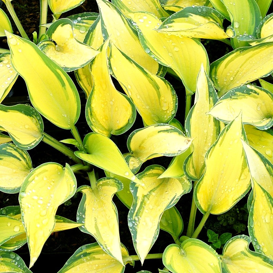 Blau-Gold-Funkie 'June' (Hosta x tardiana)