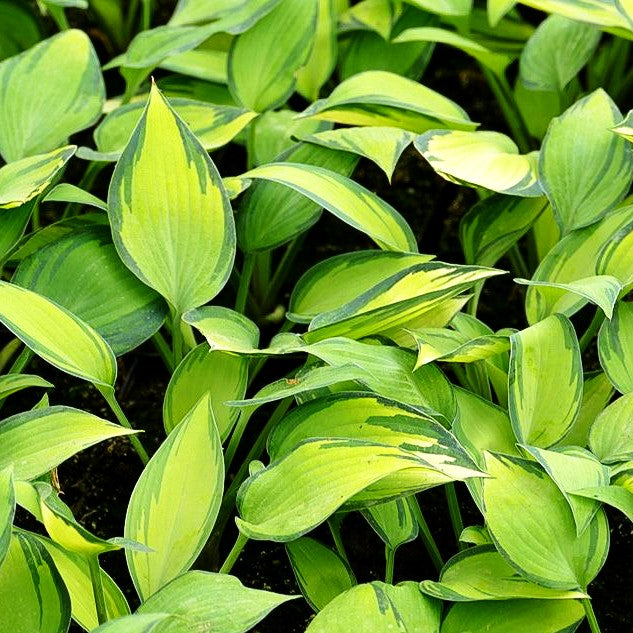 Blau-Gold-Funkie 'June' (Hosta x tardiana)