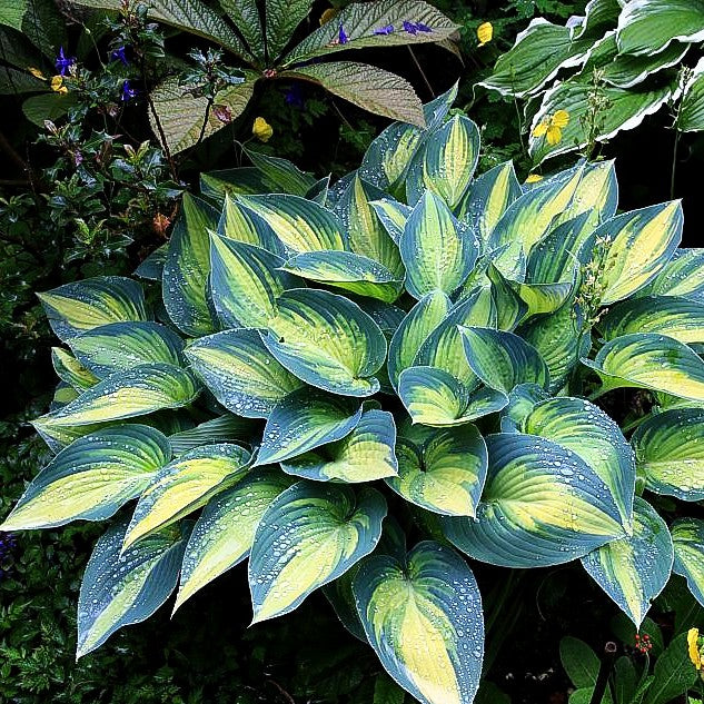 Blau-Gold-Funkie 'June' (Hosta x tardiana)