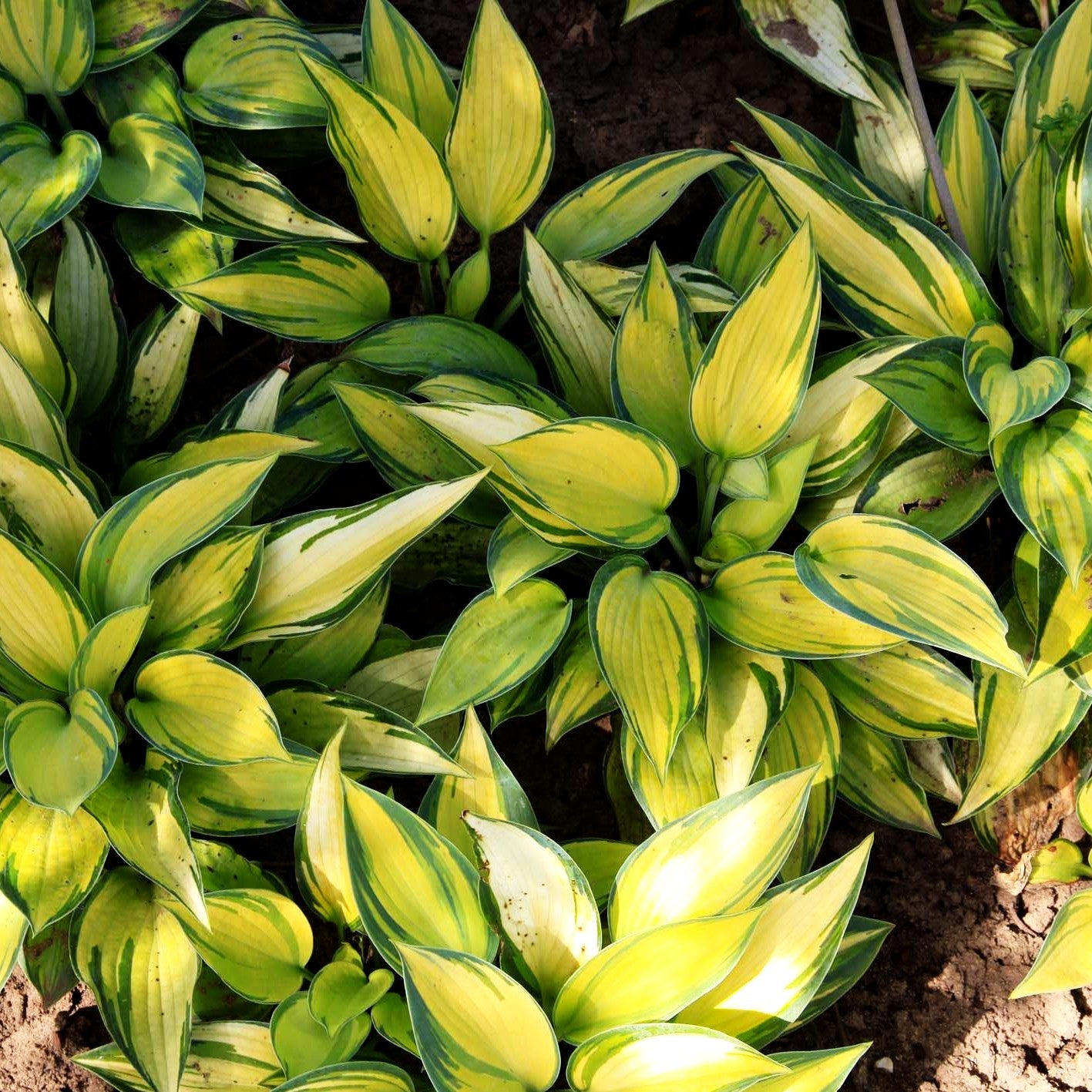 Blau-Gold-Funkie 'June' (Hosta x tardiana)