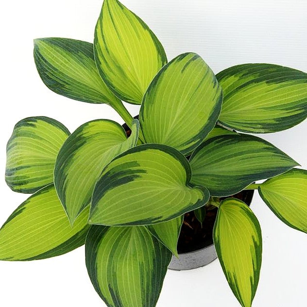 Blau-Gold-Funkie 'June' (Hosta x tardiana)