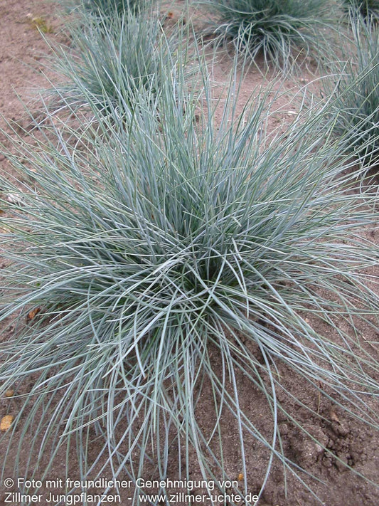 Blau-Schwingel 'Azurit' (Festuca cinerea)