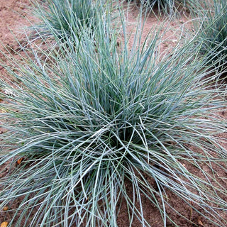 Blau-Schwingel 'Azurit' (Festuca cinerea)