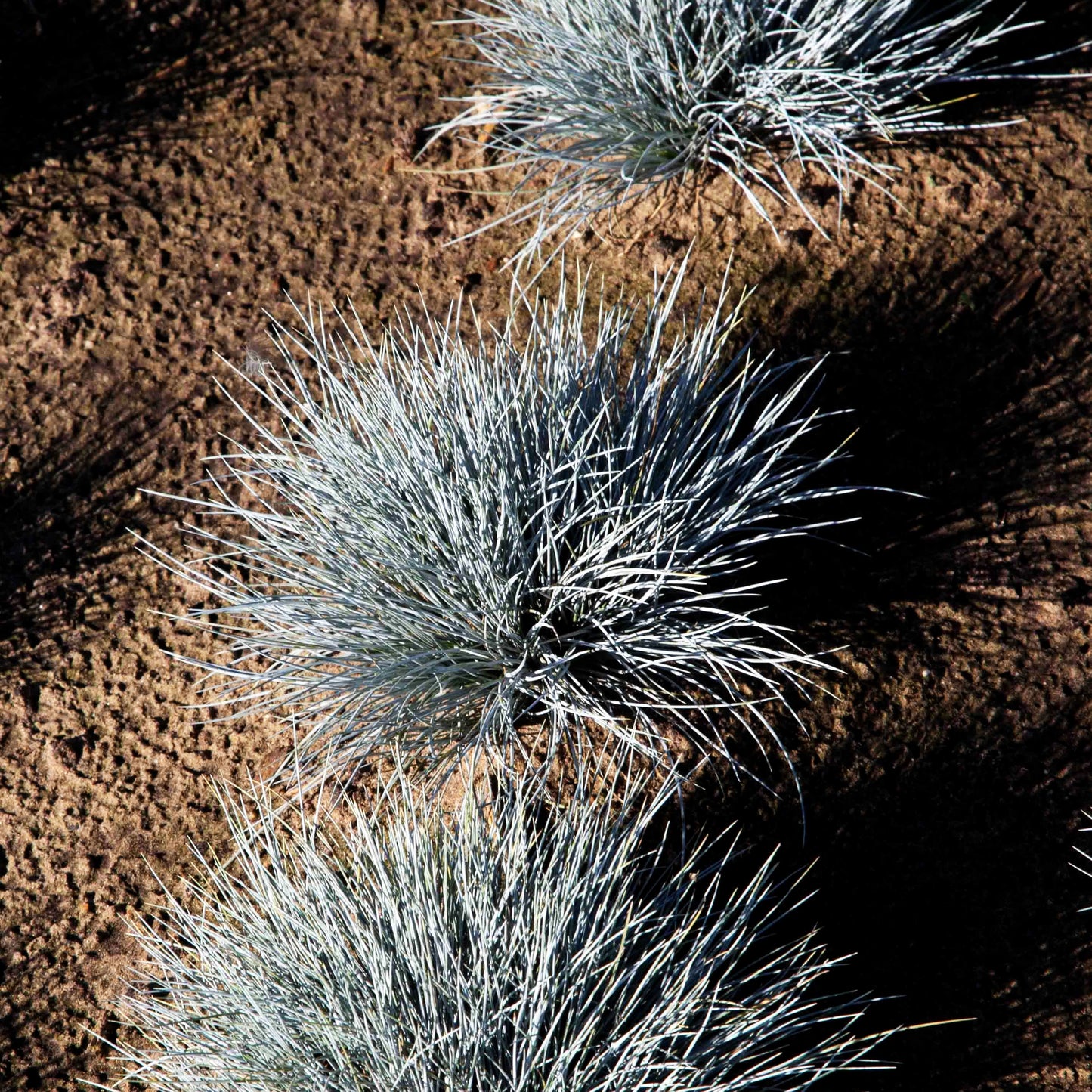 Blau-Schwingel 'Azurit' (Festuca cinerea)
