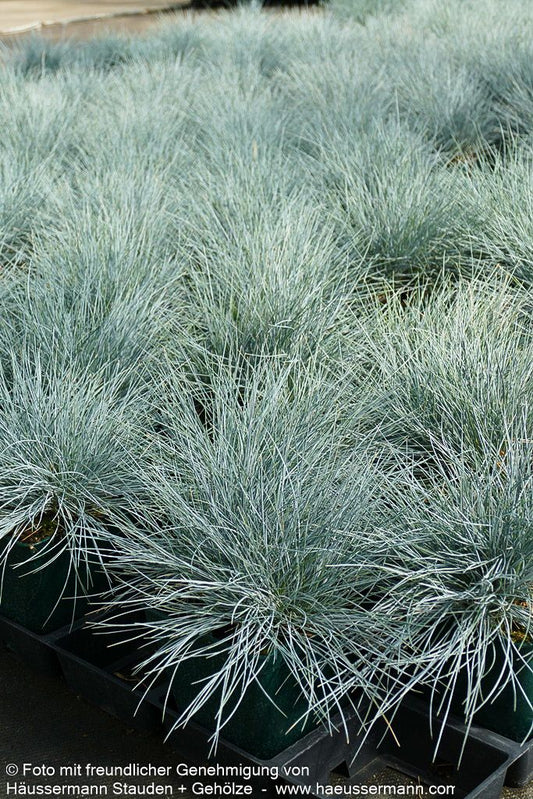 Blau-Schwingel 'Elijah Blue' (Festuca cinerea)