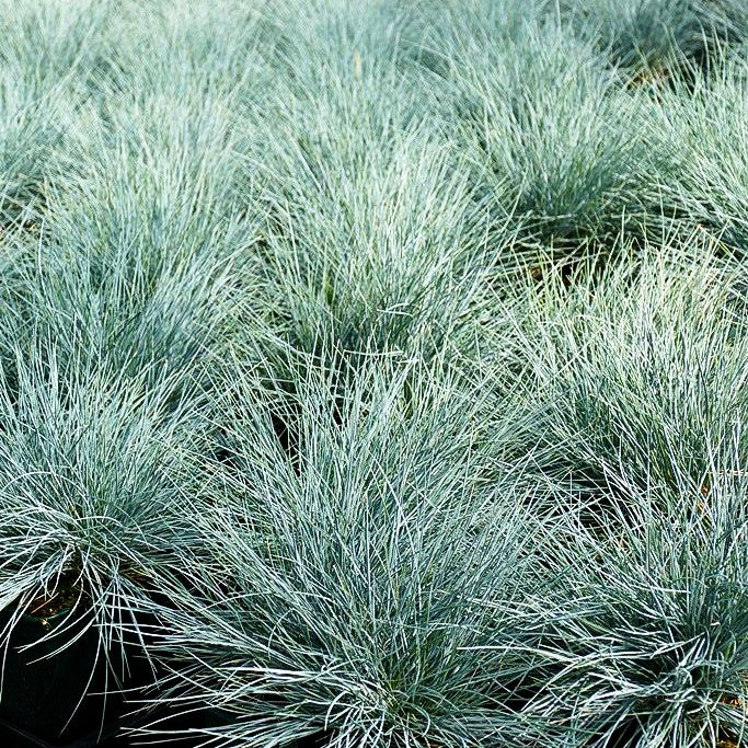 Blau-Schwingel 'Elijah Blue' (Festuca cinerea)