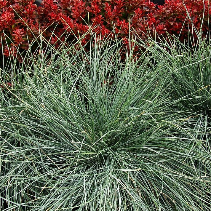 Blau-Schwingel 'Elijah Blue' (Festuca cinerea)