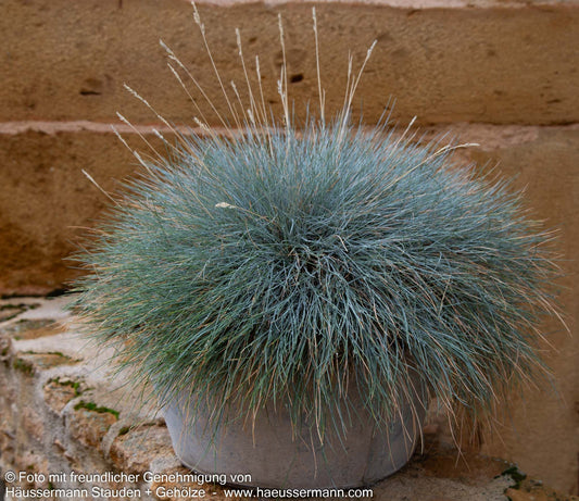 Blau-Schwingel (Festuca cinerea)