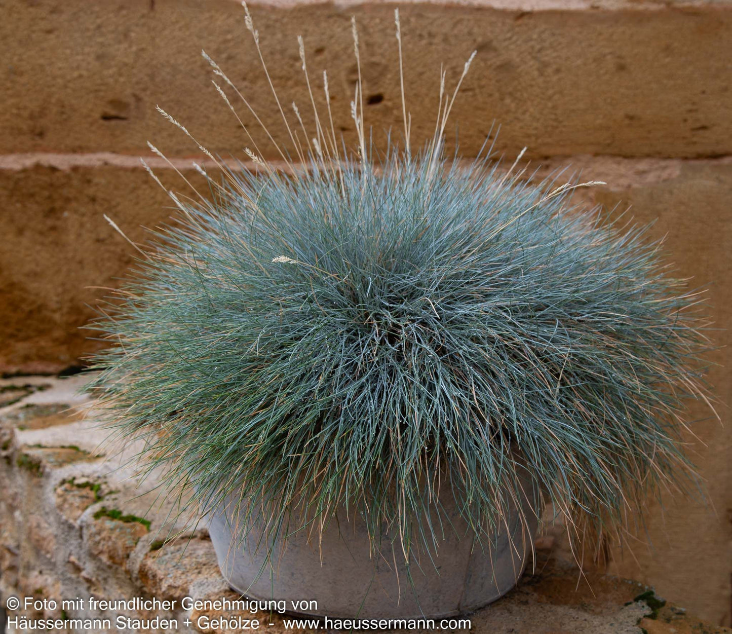 Blau-Schwingel (Festuca cinerea)