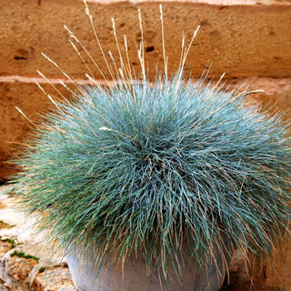 Blau-Schwingel (Festuca cinerea)
