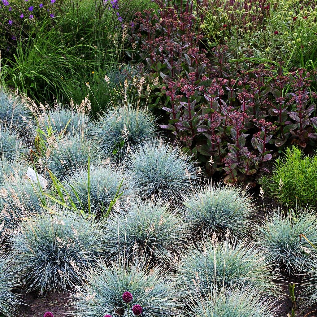 Blau-Schwingel (Festuca cinerea)