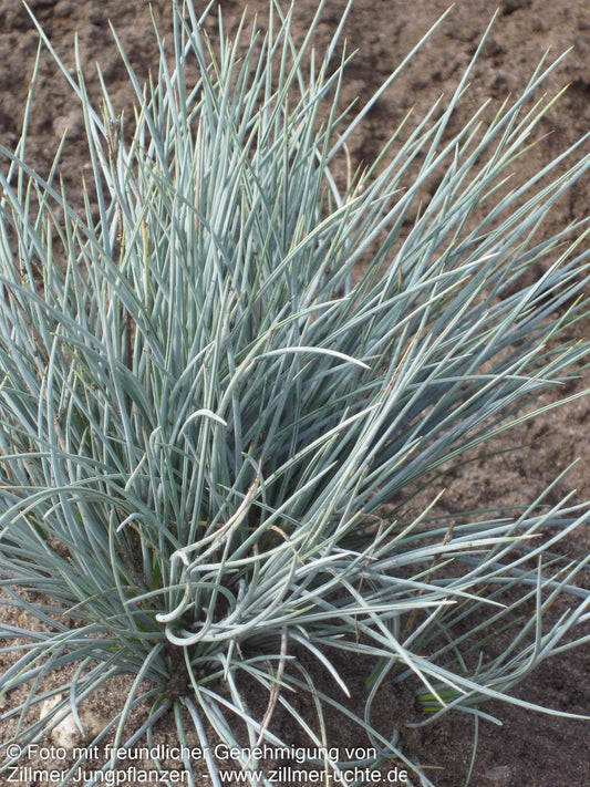 Blau-Schwingel 'Silberreiher' (Festuca cinerea)