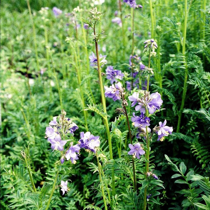 Blaublühende Jakobsleiter (Polemonium caeruleum)