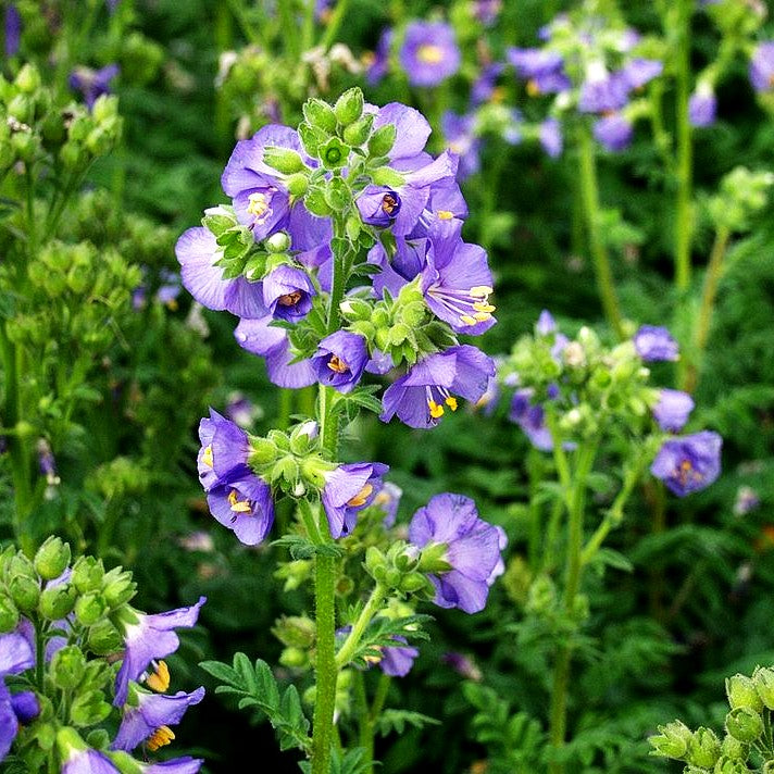Blaublühende Jakobsleiter (Polemonium caeruleum)