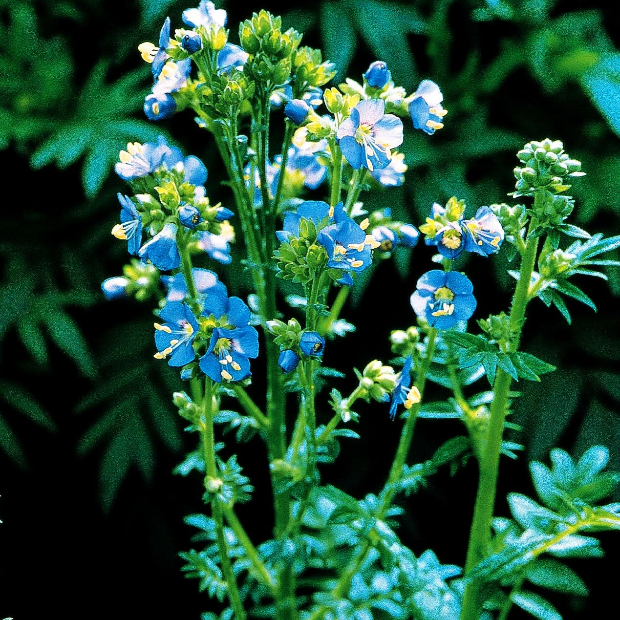 Blaublühende Jakobsleiter (Polemonium caeruleum)
