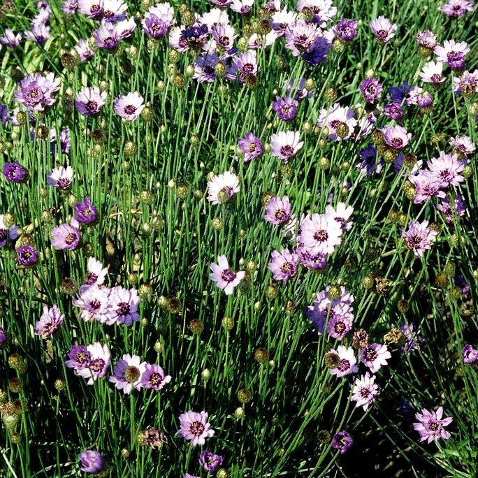 Blaublühende Rasselblume (Catananche caerulea)