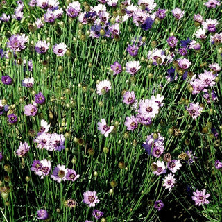 Blaublühende Rasselblume (Catananche caerulea)