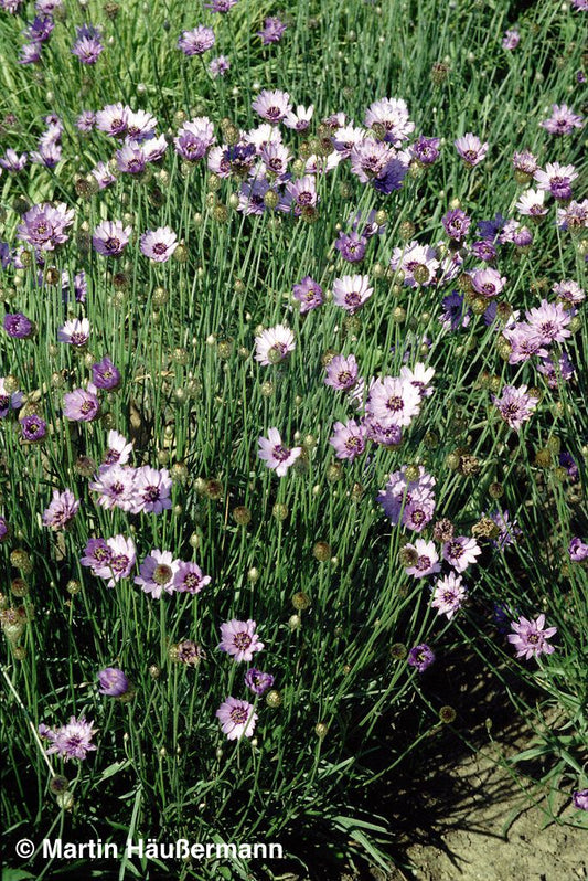 Blaublühende Rasselblume (Catananche caerulea)