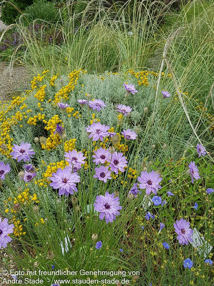 Blaublühende Rasselblume (Catananche caerulea)