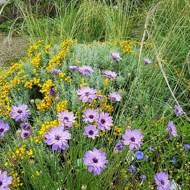 Blaublühende Rasselblume (Catananche caerulea)