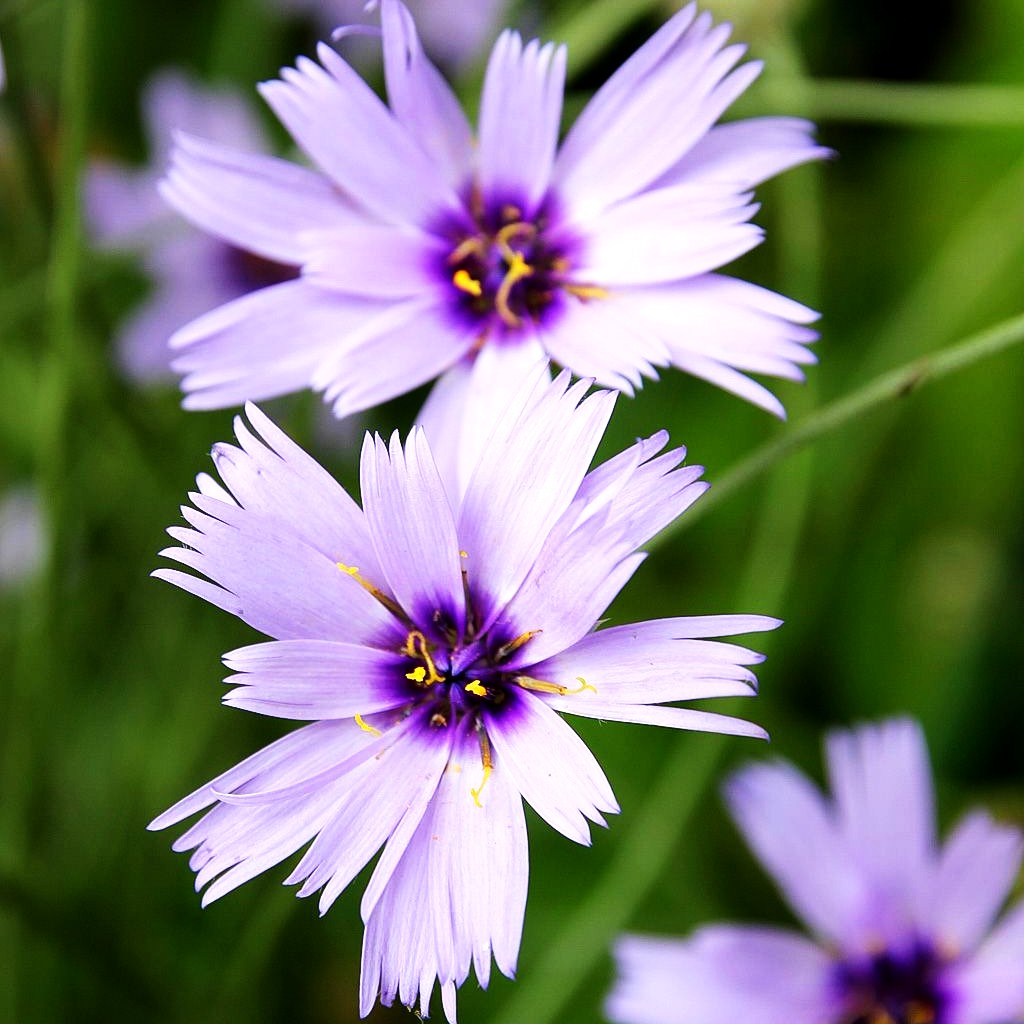 Blaublühende Rasselblume (Catananche caerulea)