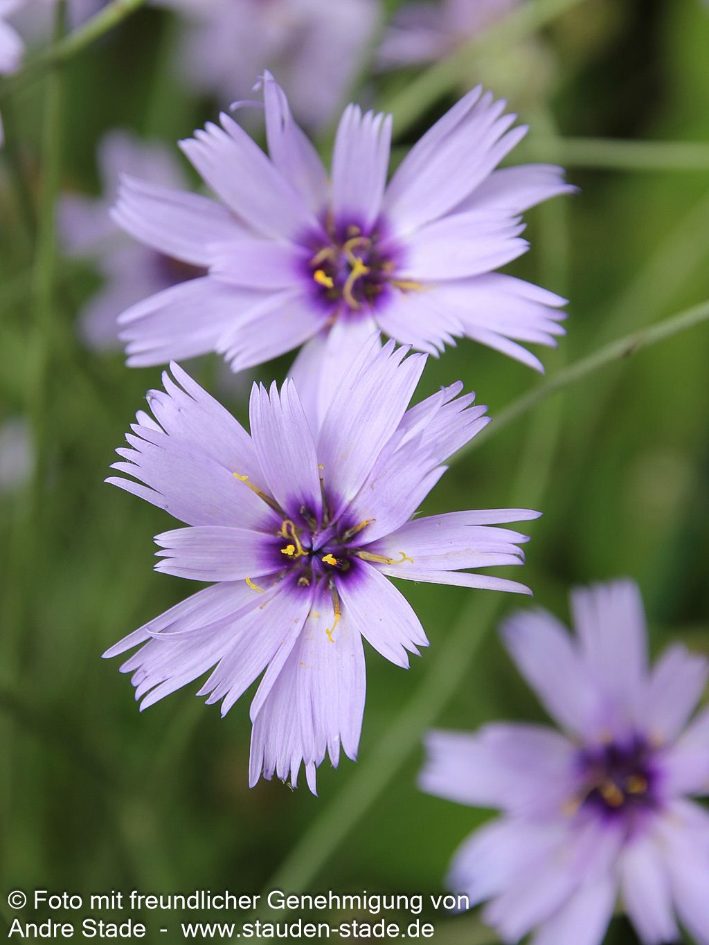 Blaublühende Rasselblume (Catananche caerulea)