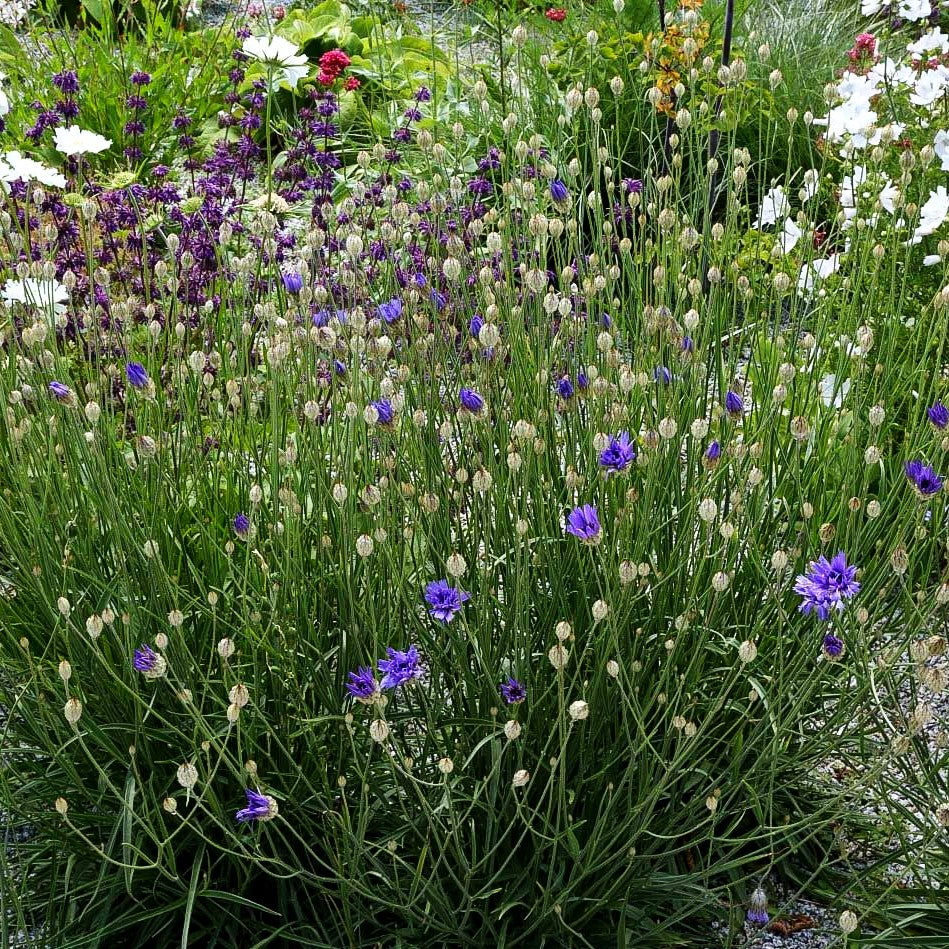 Blaublühende Rasselblume (Catananche caerulea)