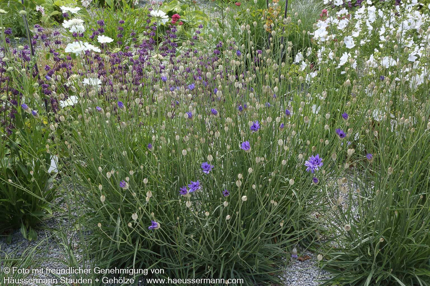 Blaublühende Rasselblume (Catananche caerulea)