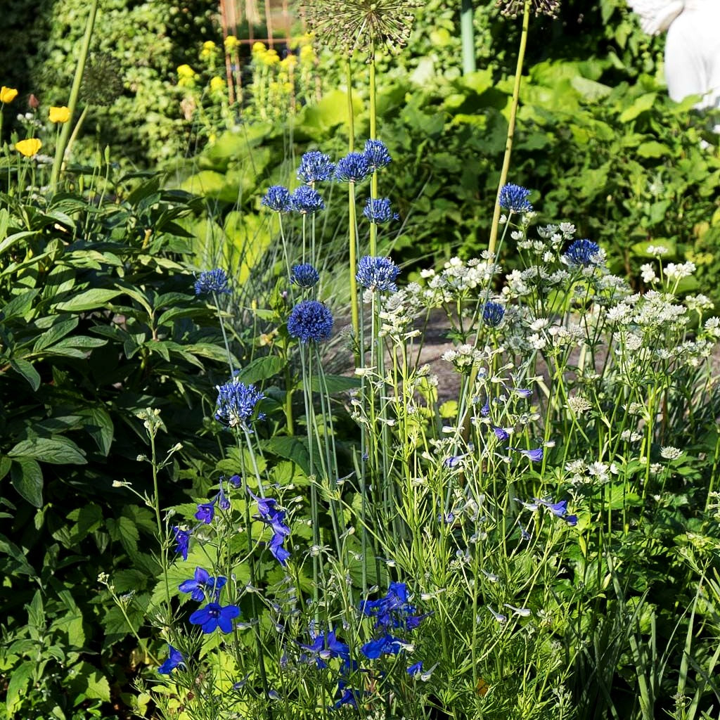 Blaublühender Lauch (Allium caeruleum)