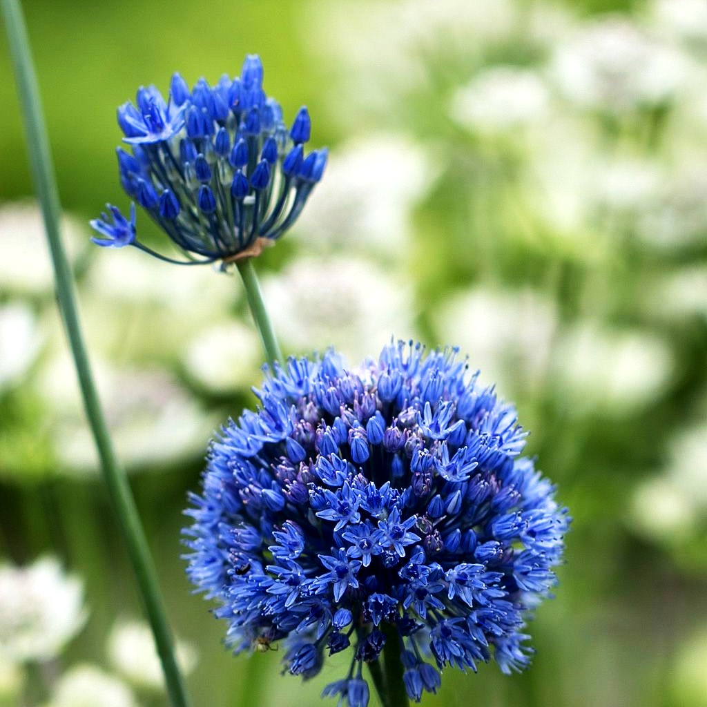Blaublühender Lauch (Allium caeruleum)