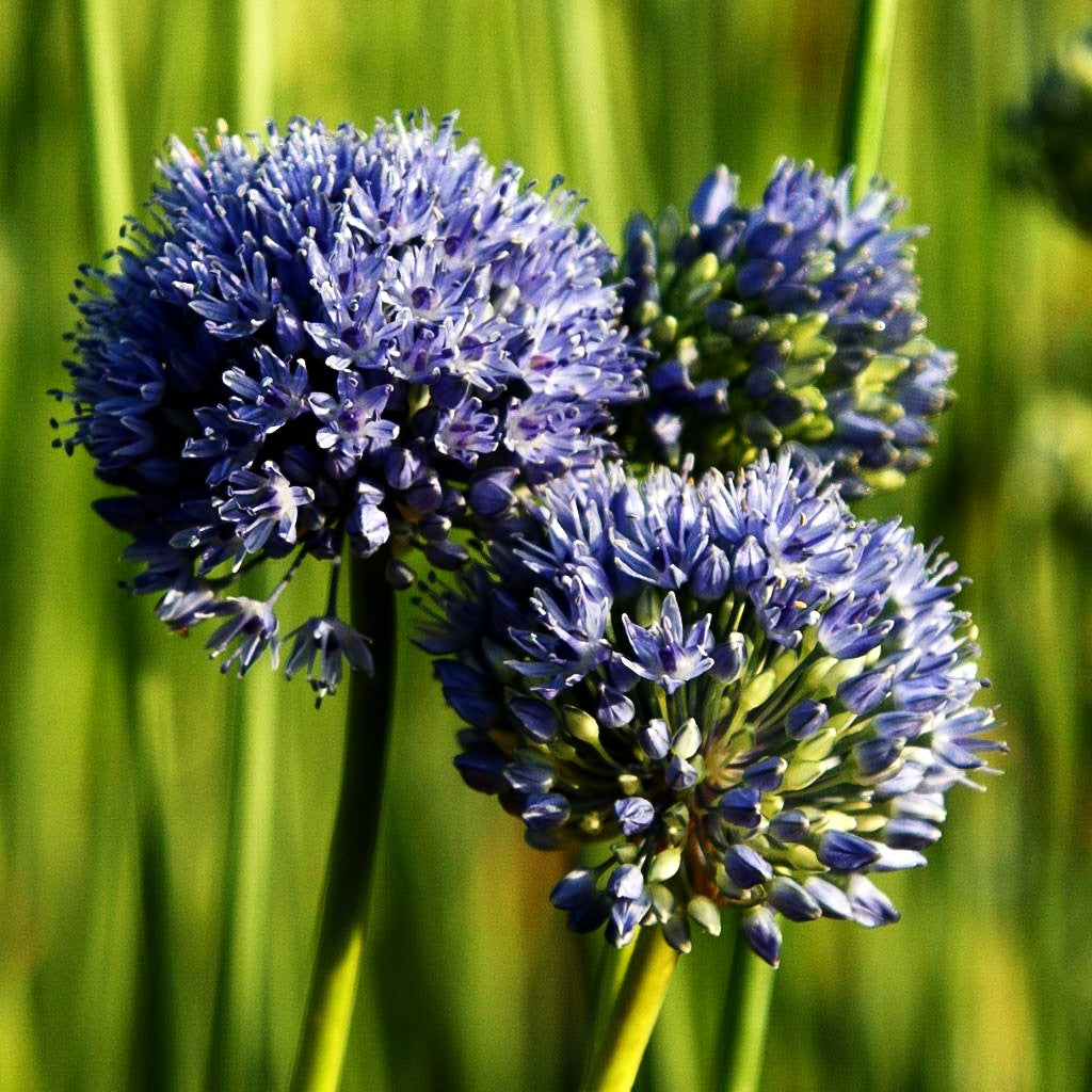 Blaublühender Lauch (Allium caeruleum)