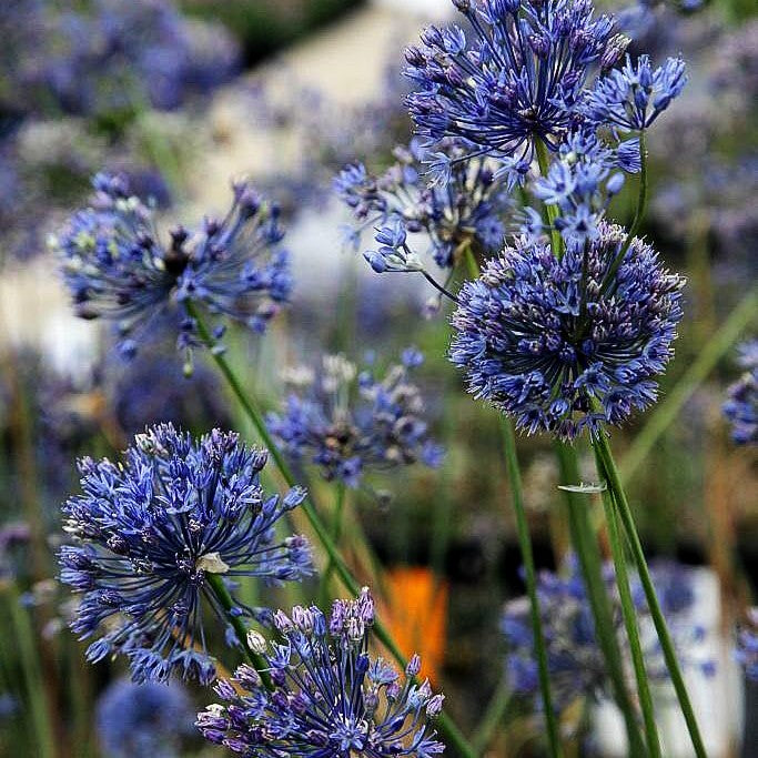 Blaublühender Lauch (Allium caeruleum)