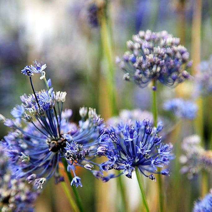 Blaublühender Lauch (Allium caeruleum)