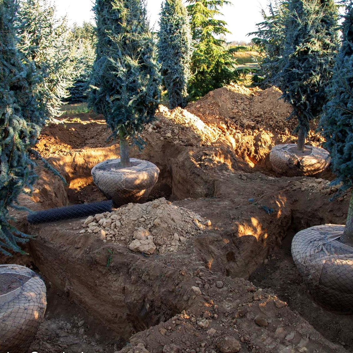 Blaue Atlas-Zeder 'Glauca' (Cedrus atlantica)
