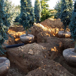Blaue Atlas-Zeder 'Glauca' (Cedrus atlantica)