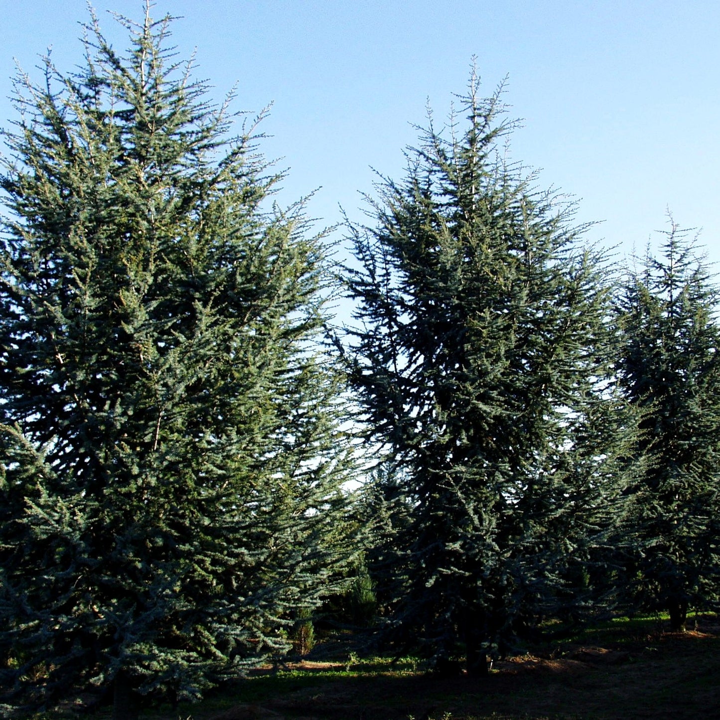 Blaue Atlas-Zeder 'Glauca' (Cedrus atlantica)