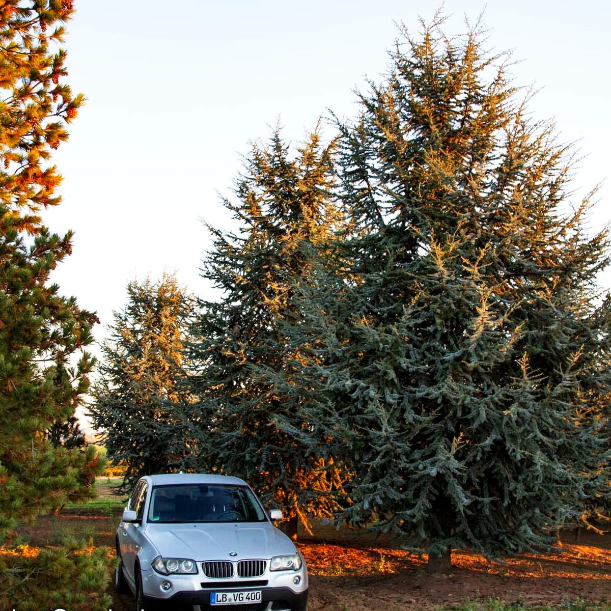 Blaue Atlas-Zeder 'Glauca' (Cedrus atlantica)