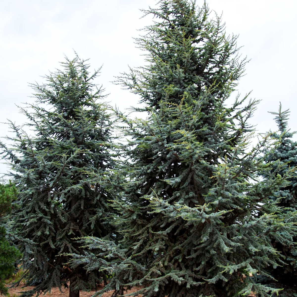 Blaue Atlas-Zeder 'Glauca' (Cedrus atlantica)