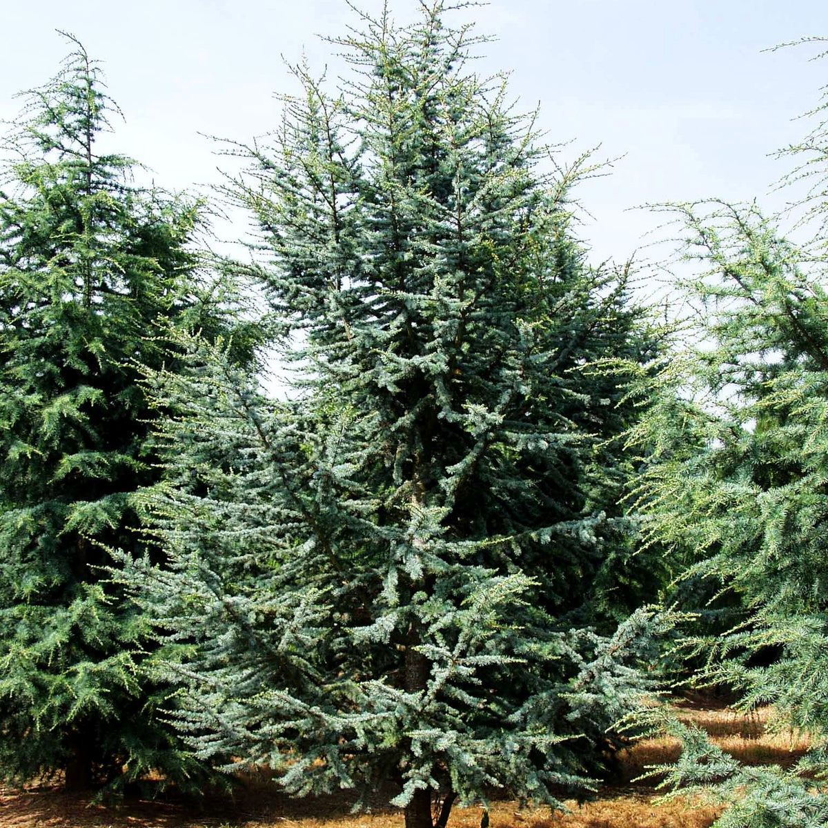 Blaue Atlas-Zeder 'Glauca' (Cedrus atlantica)