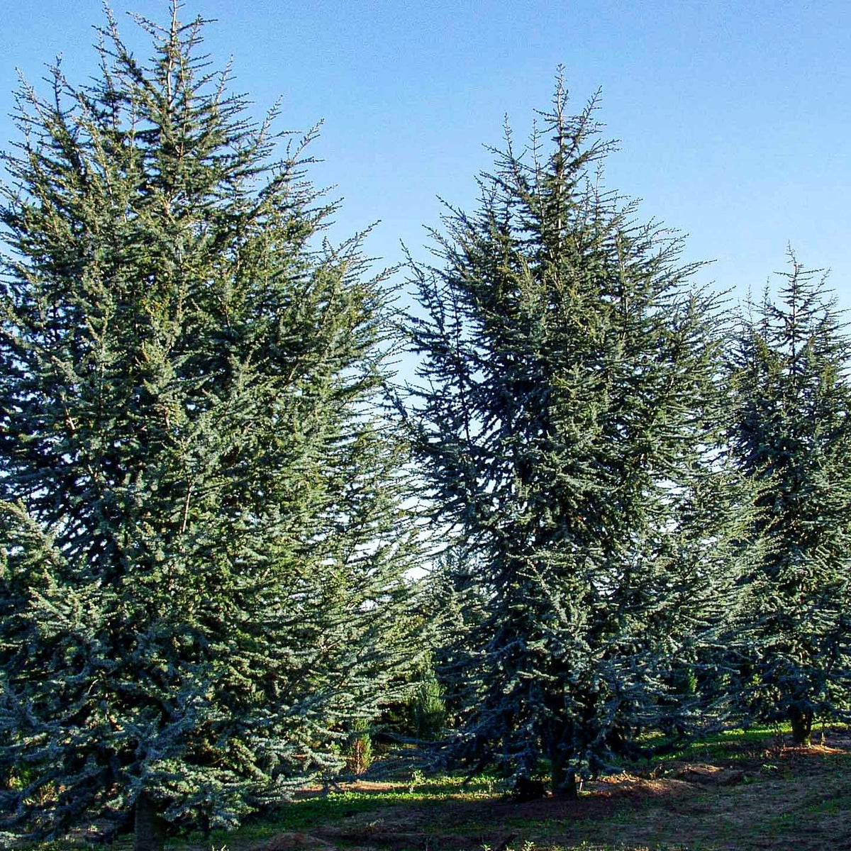 Blaue Atlas-Zeder 'Glauca' (Cedrus atlantica)