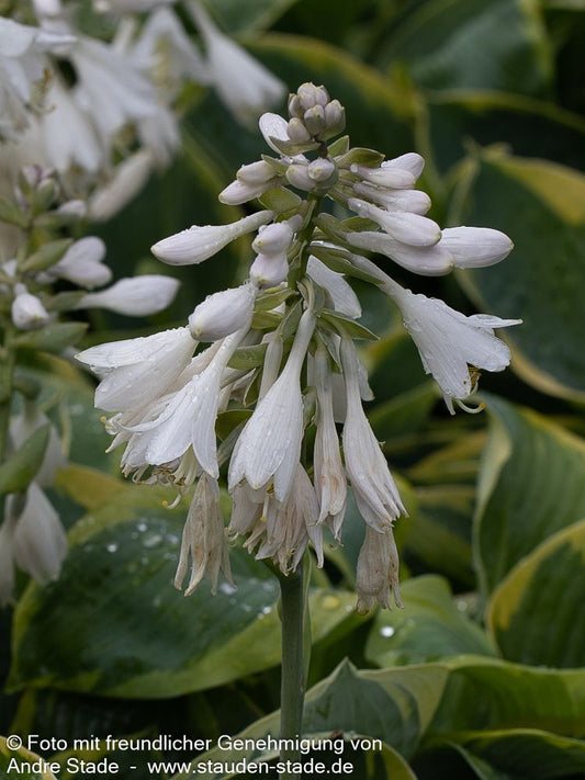 Blaue Gelbrand-Funkie 'Frances Williams' (Hosta sieboldiana)