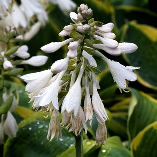 Blaue Gelbrand-Funkie 'Frances Williams' (Hosta sieboldiana)